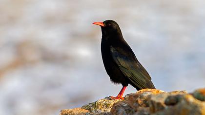 Kırmızıgagalı dağ kargası