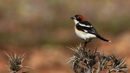 Kızılbaşlı örümcekkuşu