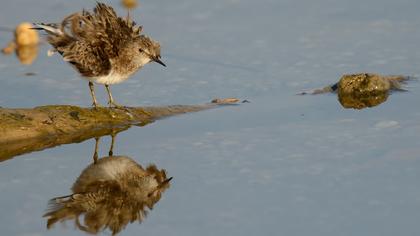 Sarıbacaklı kumkuşu