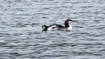 Karagerdanlı dalgıç