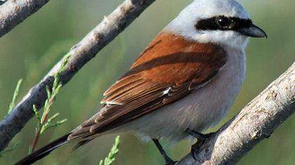 Kızılsırtlı örümcekkuşu