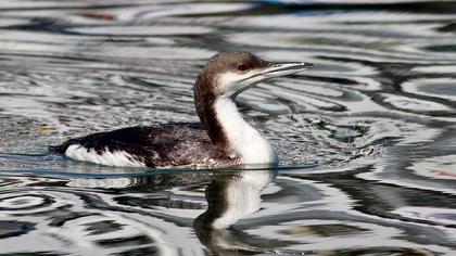 Karagerdanlı dalgıç