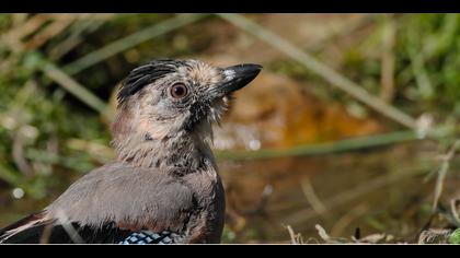 Alakarga » Eurasian Jay » Garrulus glandarius