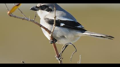 Büyük örümcekkuşu