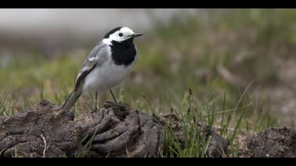 Ak kuyruksallayan » White Wagtail » Motacilla alba