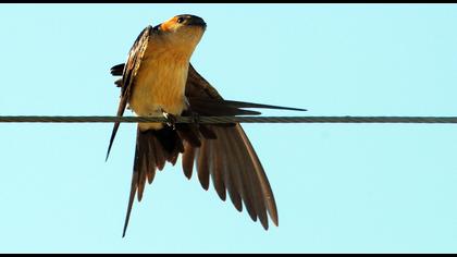 Kızıl kırlangıç