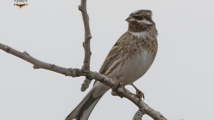 Akbaşlı kirazkuşu