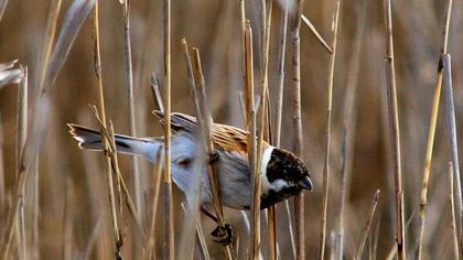 Bataklık Kirazkuşu