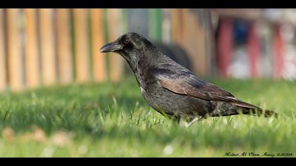 Avrupa leş kargası