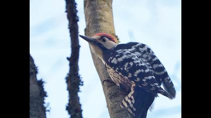 Aksırtlı ağaçkakan