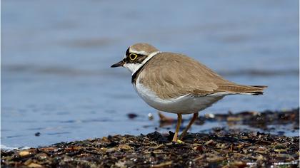 Halkalı küçük cılıbıt