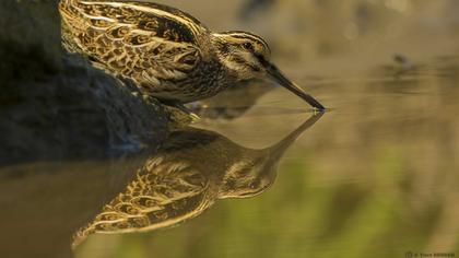 Küçük suçulluğu