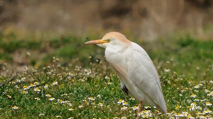Sığır balıkçılı