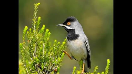 Karaboğazlı ötleğen