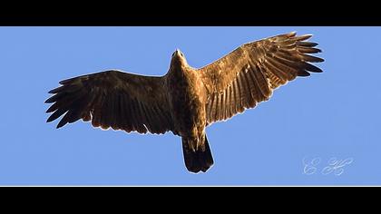 Küçük orman kartalı