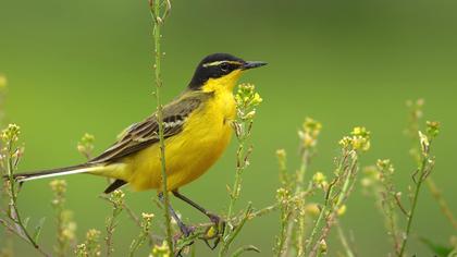 Sarı kuyruksallayan