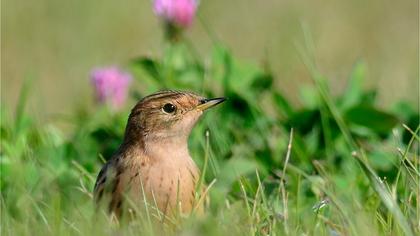 Kızılgerdanlı incirkuşu