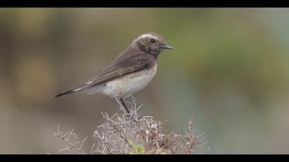 Kıbrıs kuyrukkakanı