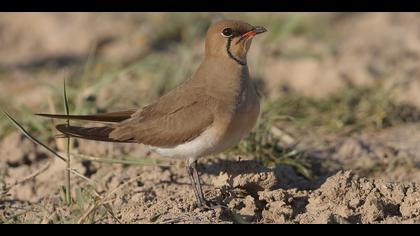 Bataklıkkırlangıcı