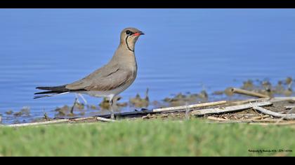 Bataklıkkırlangıcı