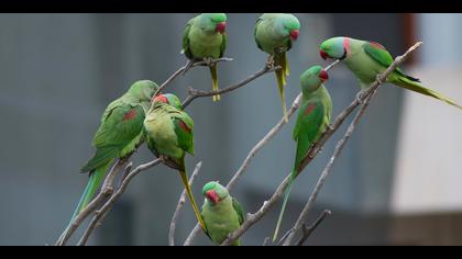 İskender papağanı