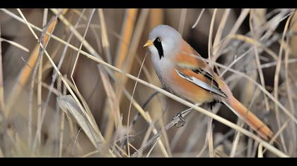 Bıyıklı baştankara