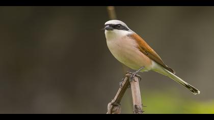 Kızılsırtlı örümcekkuşu