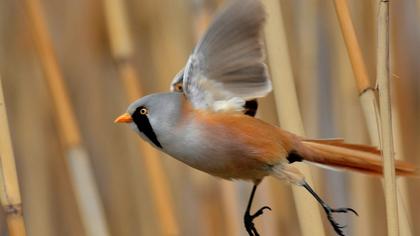 Bıyıklı baştankara