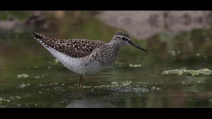 Orman düdükçünü