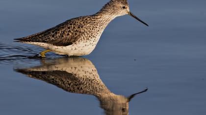 Bataklık düdükçünü