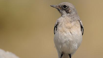 Aksırtlı kuyrukkakan