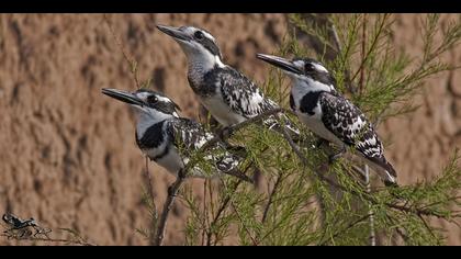 Alaca yalıçapkını