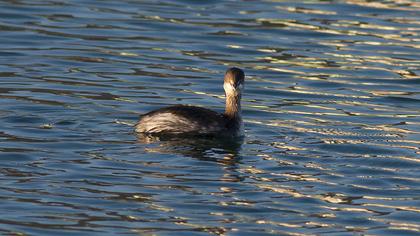 Karaboyunlu batağan