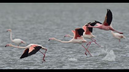 Küçük flamingo