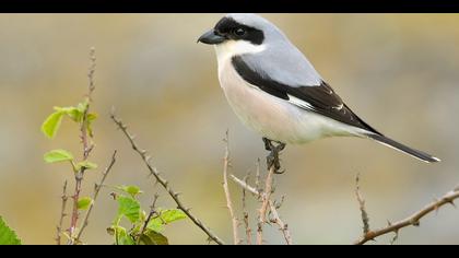 Karaalınlı örümcekkuşu