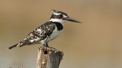 Alaca yalıçapkını