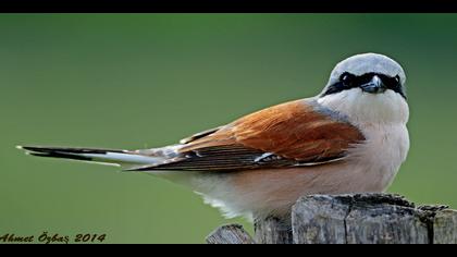 Kızılsırtlı örümcekkuşu