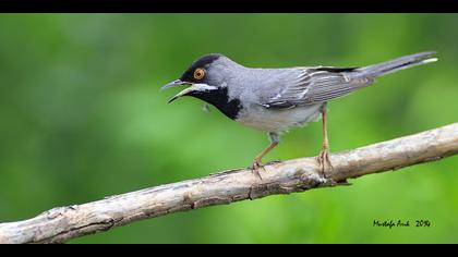 Karaboğazlı ötleğen