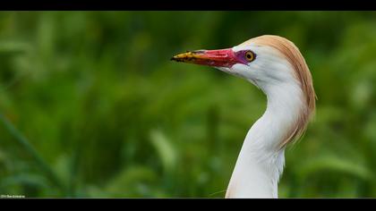 Sığır balıkçılı