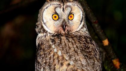 Kulaklı orman baykuşu