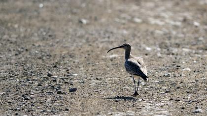 Sürmeli kervançulluğu