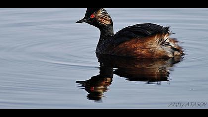 Karaboyunlu batağan