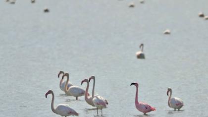 Küçük flamingo