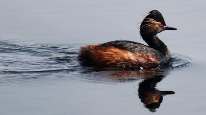 Karaboyunlu batağan