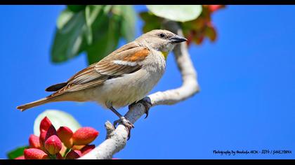Sarıboğazlı serçe