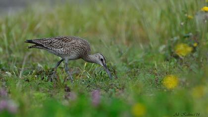 Sürmeli kervançulluğu