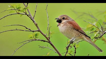 Kızılsırtlı örümcekkuşu