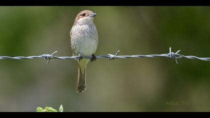 Kızılsırtlı örümcekkuşu