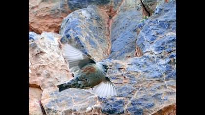 Büyük dağbülbülü