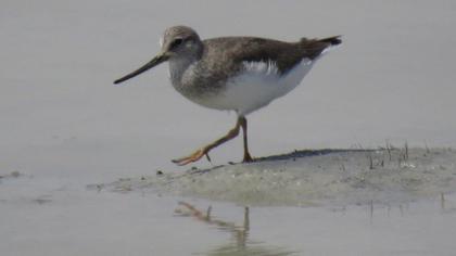 Terek düdükçünü